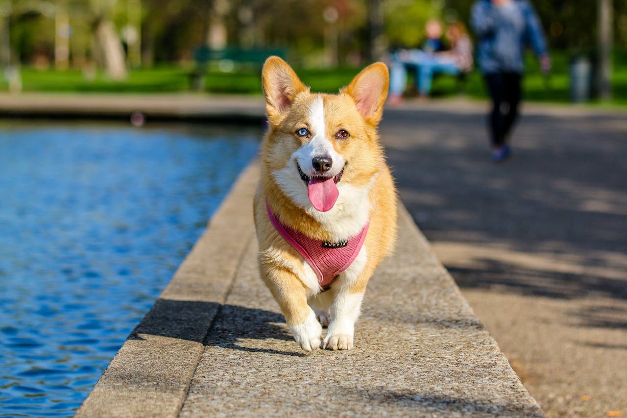 portfolio-01 Cute corgi walking joyfully by the pond in the park on a sunny day.