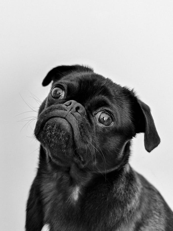 portfolio-05 Captivating portrait of a black pug gazing curiously, captured in monochrome.