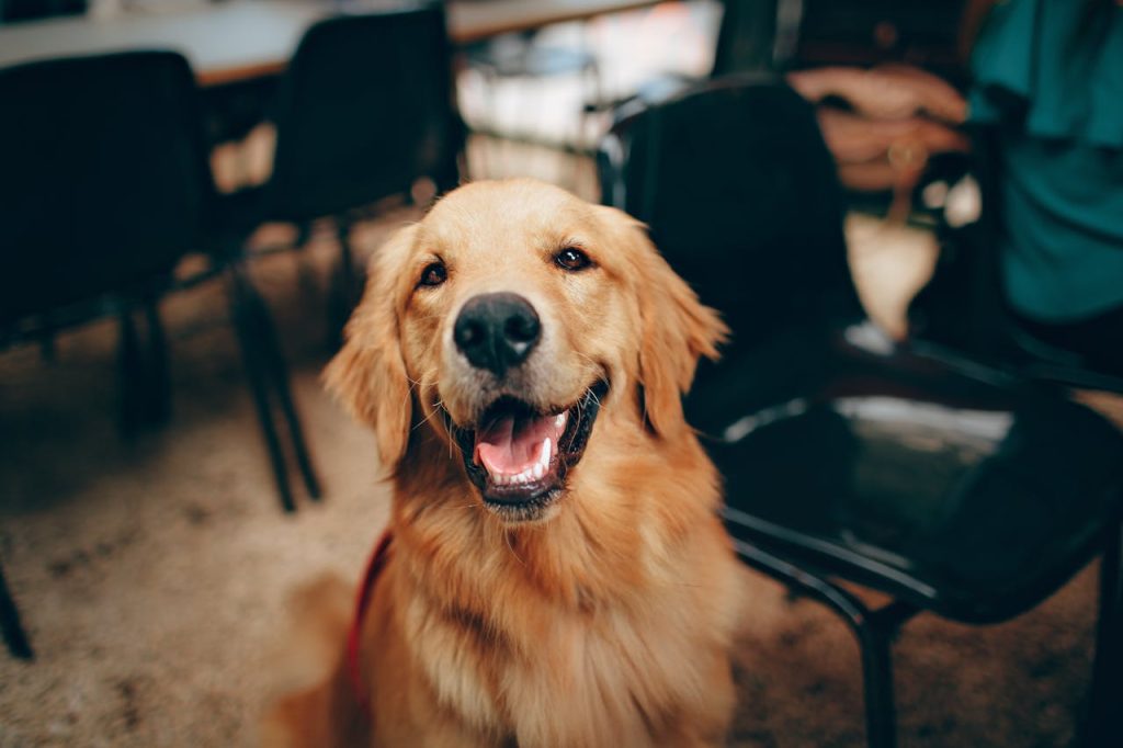 short-coated-tan-dog-2253275 Charming golden retriever dog smiling indoors, showcasing its playful and friendly nature.