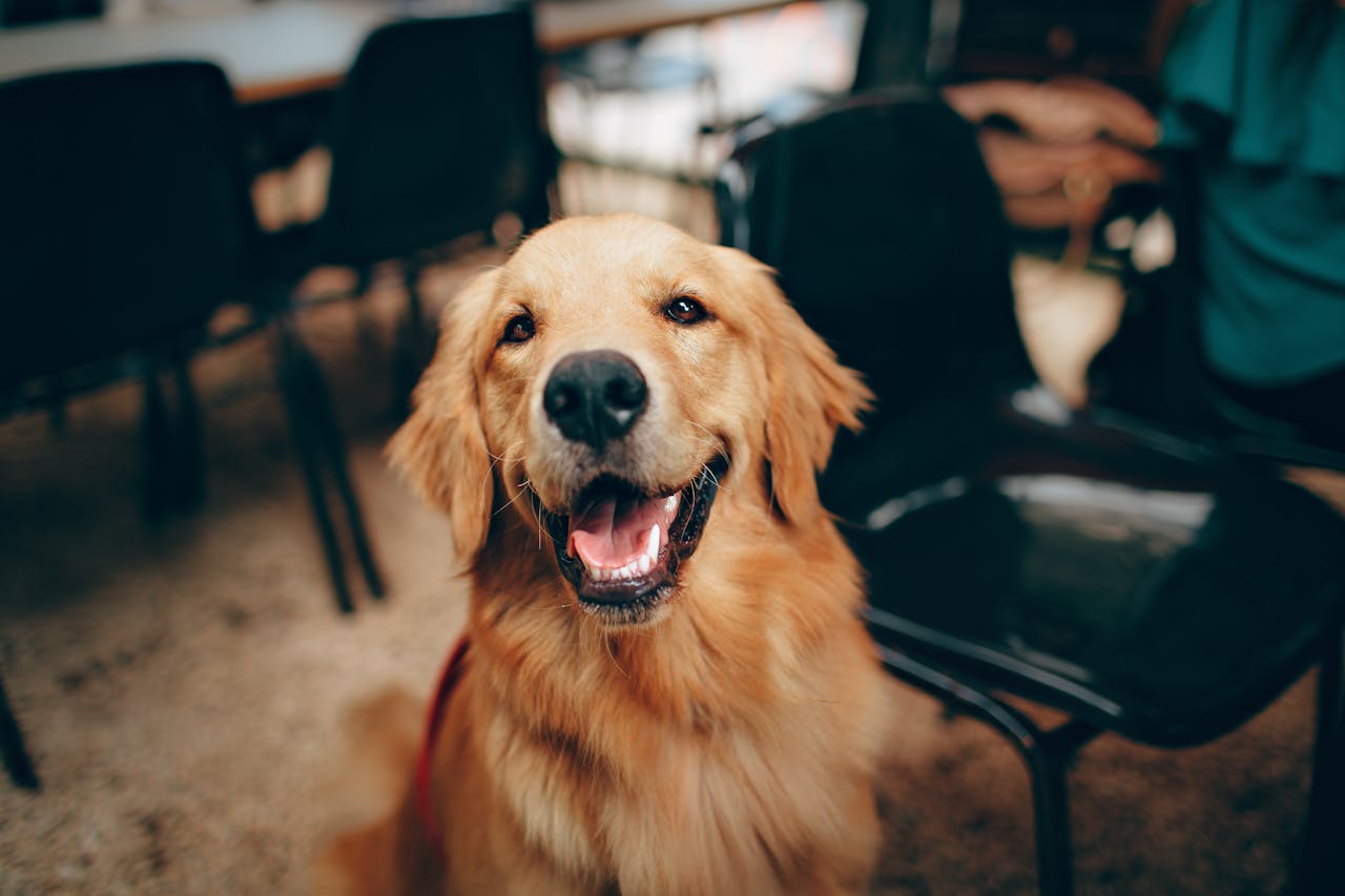 portfolio-04 Charming golden retriever dog smiling indoors, showcasing its playful and friendly nature.