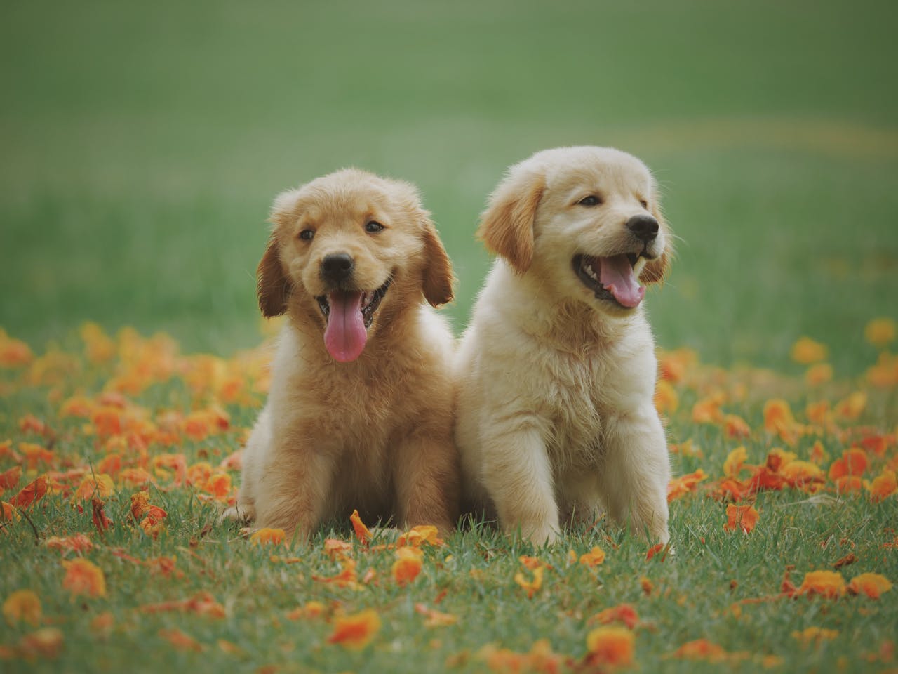 why-choose-us Adorable golden retriever puppies sitting in a field of flowers, enjoying a sunny day.